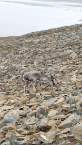 Pi7_Image_Raindeer